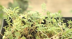 Považujú ju za burinu, pri tom je to najsilnejšie afrodiziakum