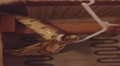 Z ulice si doniesli pohovku. Po dvoch mesiacoch z nej vyliezol veľhad kráľovský