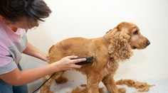 Pri strihaní psa nemyslite len na srsť. Dôležité sú aj pazúriky