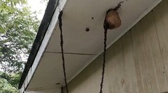 Nebudete veriť, čo je na videu. Živý most vytvorili mravce