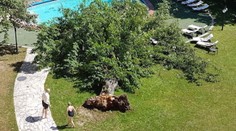 Popadané stromy v obci Banka ničili ľuďom autá