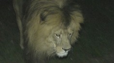 Strávili sme noc v ZOO. Tí, čo tmu nemusia, by sa možno aj báli