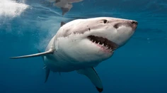 Žralok modrý v Austrálii usmrtil ďalšieho surfistu. Tohtoročné útoky už prekonali rekord