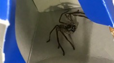 Jedovaté prekvapenie vo vzduchu: Turisti našli v príručnej batožine obrovského pavúka