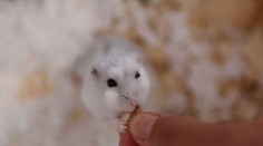 Ženu uhryzol škrečok. V sprievode svojich dvoch detí zomrela pred dverami nemocnice