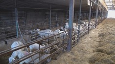 Slovenská jahňacina má na pultoch úspech. Chovatelia plánujú výrazne navýšiť počet oviec