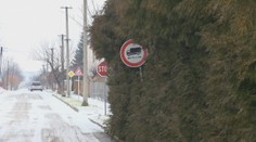 Starosta nechal odpíliť konáre stromov, ich majiteľ to považuje za barbarstvo