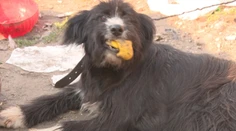 Bezdomovcom sa veterinári zadarmo postarajú o psíkov