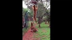 Tiger predviedol neuveriteľný skok do výšky
