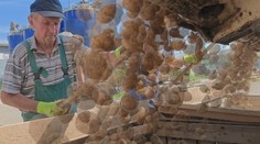 Každý druhý zemiak v našich obchodoch je zo zahraničia a s ovocím je to ešte horšie. Vláda má plán, ako to zmeniť