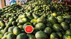 Neviete si vybrať dobrý melón? Poradíme vám ako na to