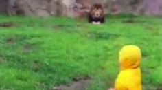 Lev si počkal, kým sa dvojročný chlapec otočí. Potom prišiel útok