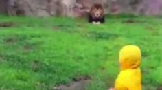 Lev si počkal, kým sa dvojročný chlapec otočí. Potom prišiel útok