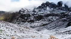 Obyvatelia horských oblastí Peru sú zúfalí. V regiónoch uhynulo až 500 alpák, žiadajú vládu o pomoc