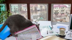 Žena vyhrala dlhoročný boj o miliónové dedičstvo po bratovi vďaka mačke