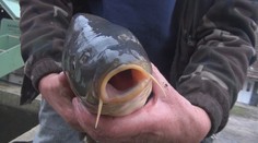 Kapor vo vani neskutočne trpí. Veterinári vydali odporučenie, ako by sme sa mali zachovať