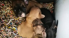 Taliani rozbili gang množiteľov psov, jedna stopa viedla do Nitry