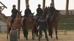 Strážia bezpečnosť pri demonštráciách či rizikových zápasoch. Pozreli sme sa na výcvik policajných koní