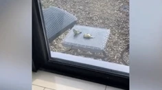 Nevídaná záchranná akcia. Omráčenú sýkorku „oživila“ jej operená kamarátka