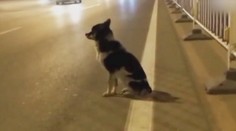 Verný až za hrob: Príbeh oddaného psa chytil za srdce milióny ľudí