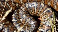 VIDEO: Rodina mala v strope dvoch škrtičov. Na pomoc im prišla mladá dievčina, hravo si s nimi poradila