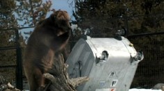 Slovenský medveď prekonal grizlyho. V prefíkanosti