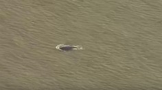 V rieke Temža neďaleko Londýna spozorovali zriedkavého morského cicavca