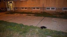 Otrasný prípad v Trnave: Žena vyhodila z okna šteniatko, pád z 15-metrovej výšky neprežilo