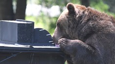 Tragická udalosť opäť otvára otázku ako riešiť medvedí problém