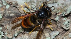 Chorvátskom sa šíri nebezpečný hmyz. Muž po jeho bodnutí skončil v nemocnici