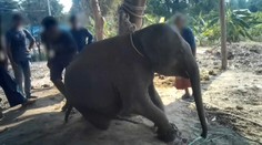 Ľudská bezohľadnosť nepozná hranice. Zverejnili video z krutého výcviku sloníčat