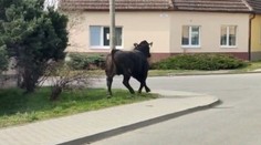 Autentické VIDEO zachytilo pobehujúceho býka v Stupave. Behal v centre mesta a poškodil viacero áut