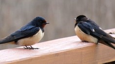 Chcú odletieť, no dažde im to nedovolia. Tisíce lastovičiek a belorítok zostali v nedobrovoľnom väzení