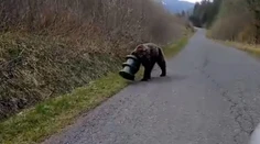 Medveď sa 17 dní túlal po Slovensku s kŕmnym valcom na hlave. Vysileného ho našli v Slovenskom raji