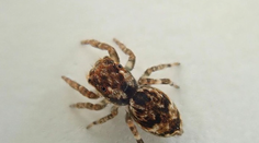 Európa čelí náporu exotických druhov. Nebezpečné komáre, jedovaté ryby a odporné pavúky