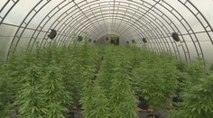 Na Liptove si založili konopnú farmu. Zo zelenej rastliny pijú čaj a vyrábajú kozmetiku