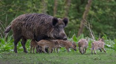 S príchodom jari sa prebúdza aj život v lesoch. Pri prechádzkach buďte ostražití, matka chrániaca mláďa je schopná zaútočiť