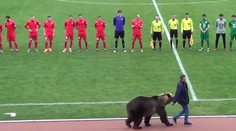 VIDEO: Ruský klub čelí kritike, ochrancov zvierat pobúril medveď na zápase