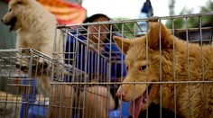 V Číne skončia na tanieri tisíce psov