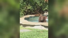 Američan zostal v šoku: Do vírivky mu vliezol medveď a vypil mu kokteil