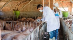 Českí veterinári vyhlásili pri Zlíne pre africký mor prasiat zamorenú oblasť