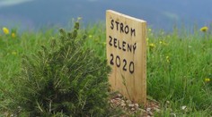 Toľko sa o ňom spievalo, že ho tam začali vysádzať. Na Kráľovej holi už stojí strom zelený