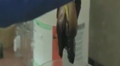Toto sa deje s hamburgerom vo vašom žalúdku. Video vás možno odradí