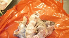 Zo známej chovateľky psov sa vykľula bezcitná beštia, slabšie šteniatka zabíjala v mrazničke