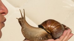 Sú obrovské, prenášajú choroby a ohrozujú úrodu. Ľudia chovajú obrie slimáky ako domácich miláčikov