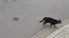 Tom a Jerry v skutočnom živote: Mačka a potkan si vymenili tradičné úlohy