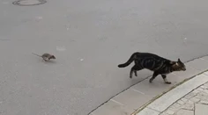 Tom a Jerry v skutočnom živote: Mačka a potkan si vymenili tradičné úlohy