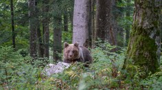 Ďalší desivý stret človeka s medveďom. Muž na Orave skončil s pohryzenou rukou a nohou