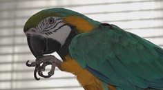 Zisťovali sme, či zaplatíte hasičom výjazd, ak zachraňujú papagája