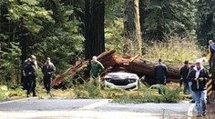 Spoločného víkendu sa nedočkali. Manželov počas jazdy zabil obrovský strom